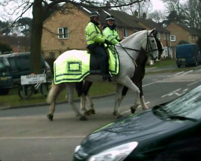 Two police horses on road